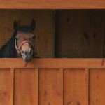 Horse in stable resized