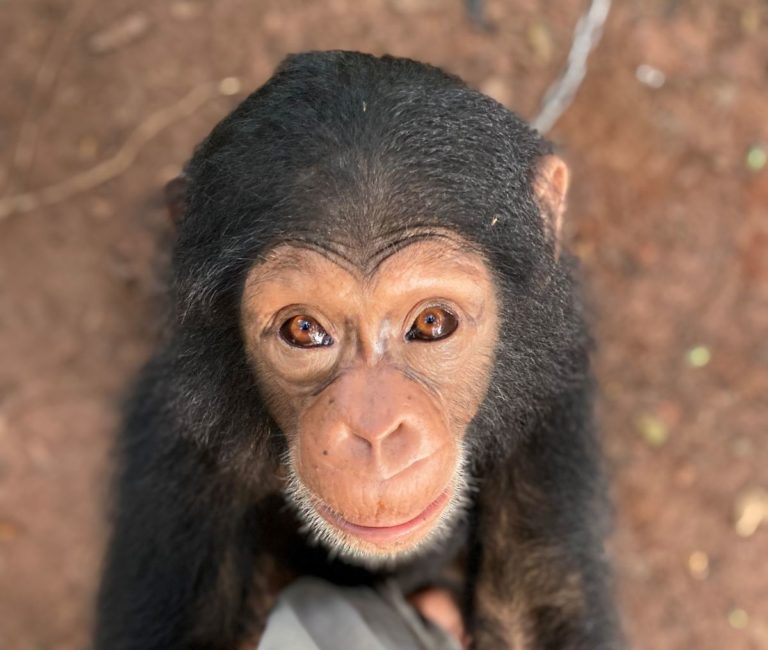 DHL in African chimp rescue mission