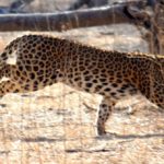 Leopard resized