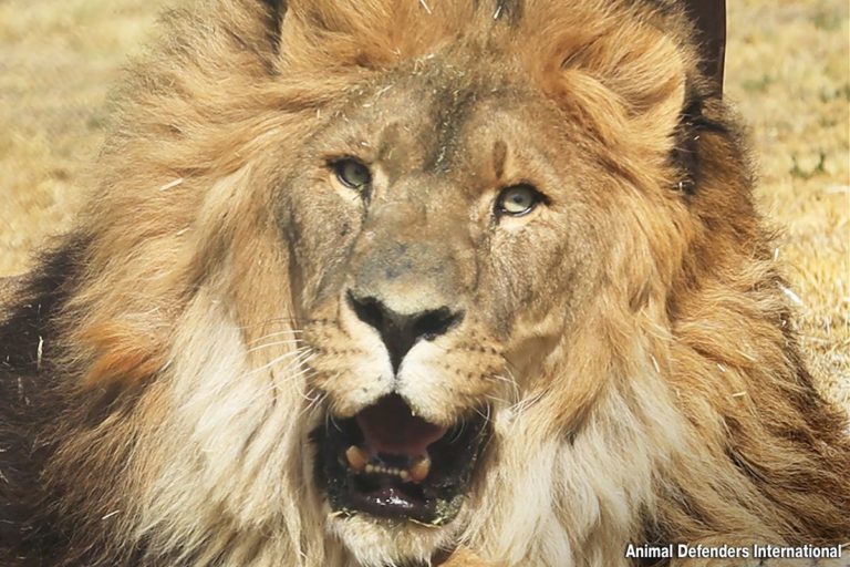 A lifeline for the world’s loneliest lion