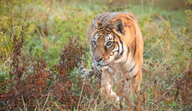 American Airlines rescues last tiger in Mendoza