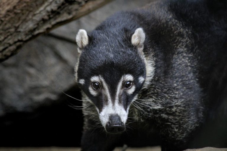 Air Canada brings confiscated creature to a better place