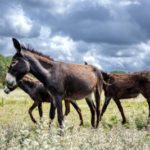 Donkeys 2 small
