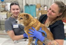 WestJet-set vets reach the parts other carers can’t