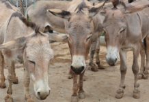 No skin in this game