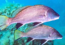 Collaboration nets Spanish fish business for IAG Cargo