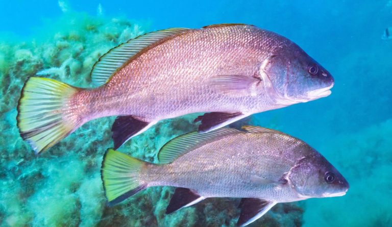 Collaboration nets Spanish fish business for IAG Cargo