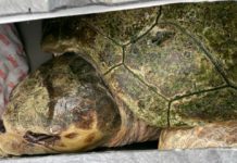 Snooki the sea turtle takes to the air with a little help from ACS