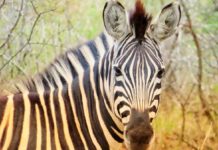 ACS’s flying Ark mounts animal rescue mission