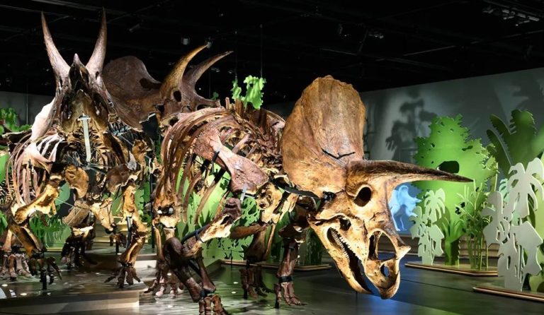 Air Charter Service makes no bones about dinosaur move