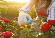 SAF powers South American flowers