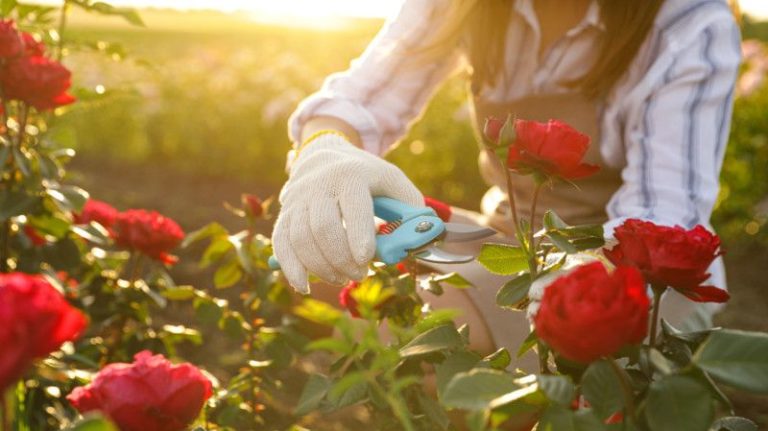 SAF powers South American flowers