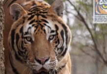 A cat rehoming with a difference