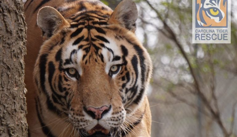 A cat rehoming with a difference