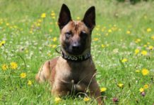 Poachers beware – Vega and Kuda are on their way