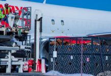 Cattle on the move with Kenya Airways